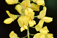 Laburnum alpinum